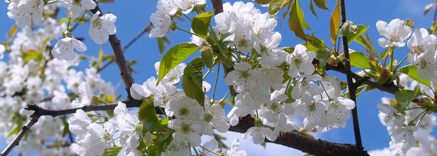 Marzo en Flor