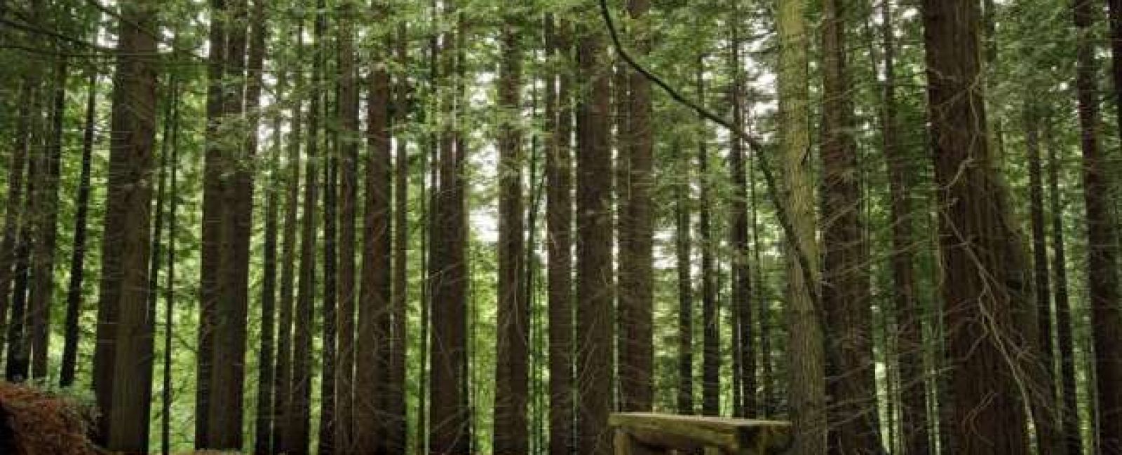 Llave Regalo Bosques Encantados 