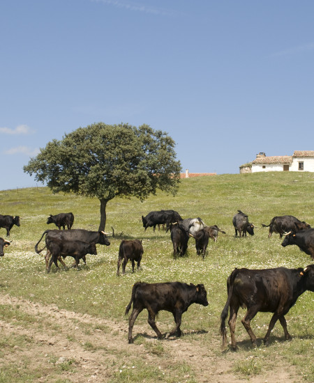 Experiencia "Dehesa"
